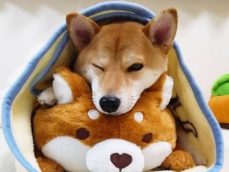 Харизматичная собака Чарми собрала более 100 тыс. подписчиков в Instagram. Фоторепортаж