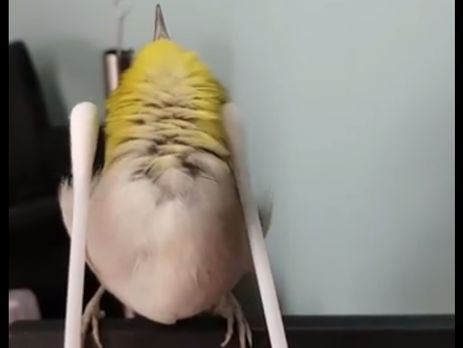 Соцсети очаровал птенец, который упал от удовольствия от чесания ватными палочками. Видео