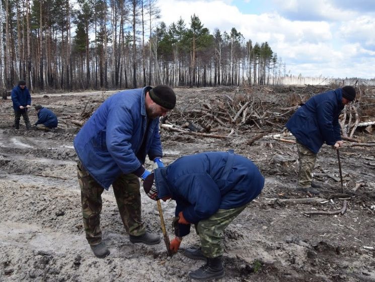 В Чернобыльской зоне отчуждения планируют высадить более 1,5 млн деревьев в 2017 году