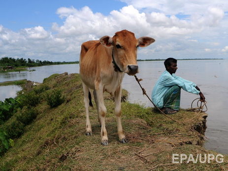 В Индии прошла традиционная битва коровьими лепешками. Видео