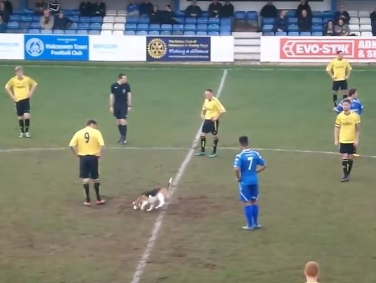 Выбежавшую на футбольное поле во время матча собаку не могли поймать семь минут. Видео