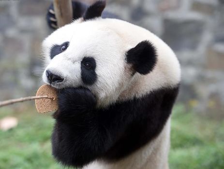 Две большие панды переехали из Китая в Нидерланды. Фоторепортаж