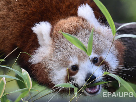 Красная панда оригинально отреагировала на камень