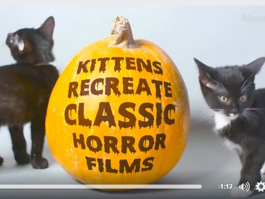 Кошенята зіграли у пародії на відомі фільми жахів. Відео
