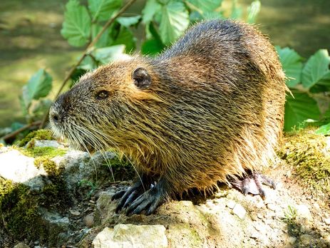 В Канаде 150 коров послушно следовали за бобром