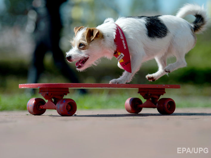 У Лондоні пес освоїв скейтборд
