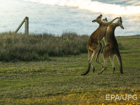Кенгуру зірвали турнір із гольфу в Австралії. Відео