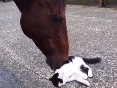 Конь подружился с котом. Видео