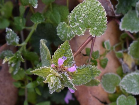 На западе Украины в ночь на 1 мая ожидаются заморозки – ГСЧС