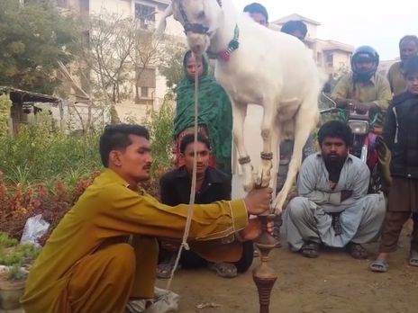 Дрессированный козленок показал, как надо держать равновесие. Видео