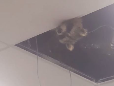 До аеропорту Торонто проник єнот