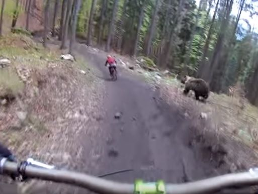 В Словакии медведь преследовал велосипедистов на лесной дороге. Видео