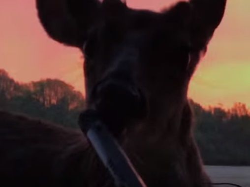 В США олененок пришел к охотникам понюхать ружье. Видео