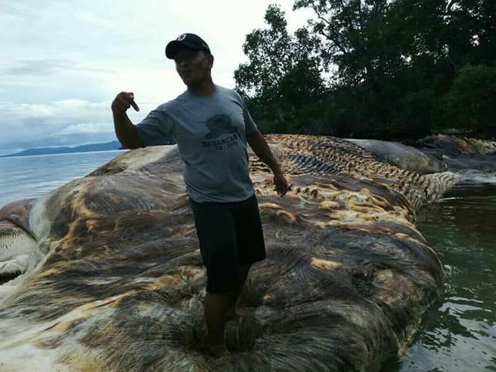 В Индонезии на берег выбросило гигантскую тушу неизвестного морского существа. Видео