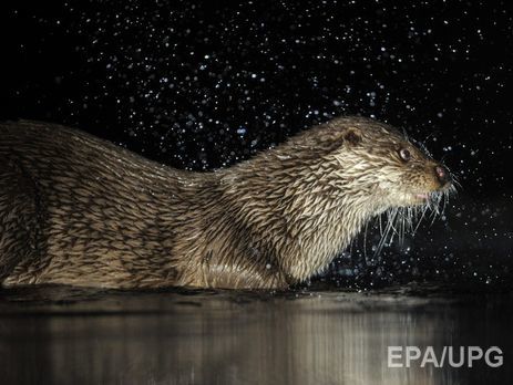Видра напала на чоловіка, який хотів її сфотографувати