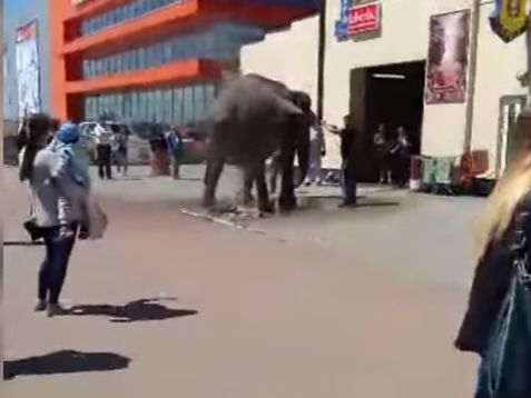 У Чернівцях на автомийці помили слона. Відео