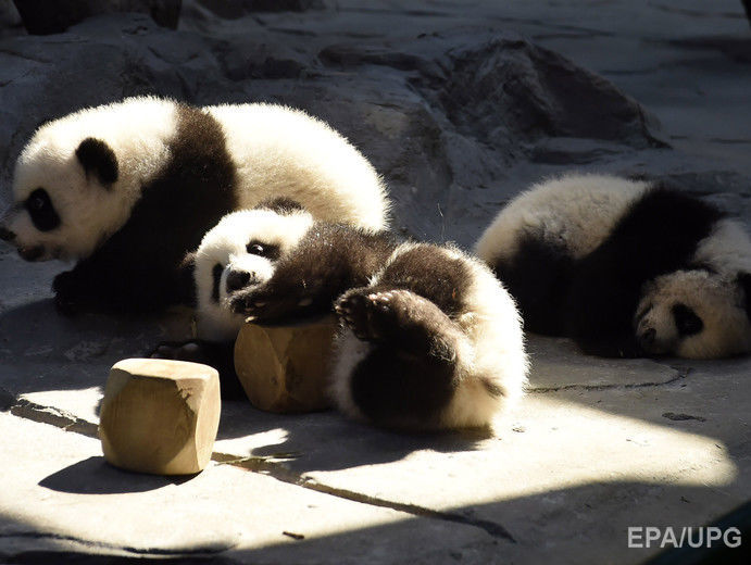 Малюки панд спробували втекти із зоопарку. Відео