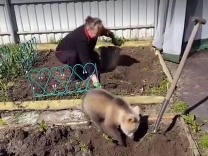 У мережі показали, як маленький ведмедик "допомагає на городі". Відео
