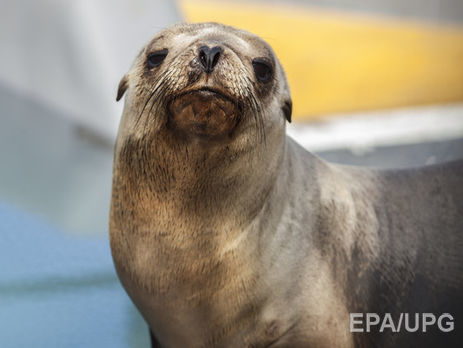 В Канаде морской лев утащил ребенка под воду. Видео
