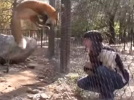 Лиса научилась прыгать, чтобы получить лакомство. Видео