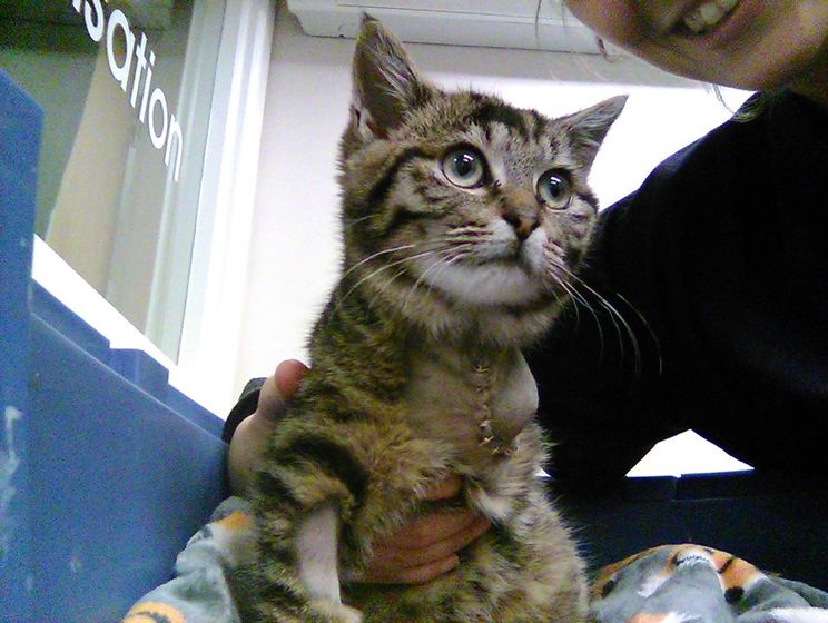 Ветеринарная клиника в Ирландии ищет обнимателя кошек