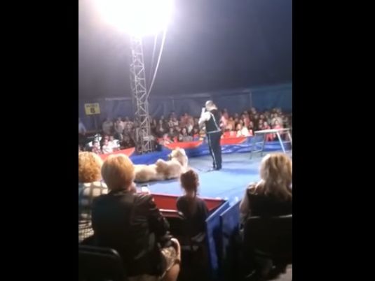 Во время циркового представления в Белой Церкви на зрителей напал медведь. Видео