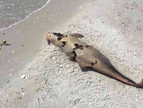 В Одеській області загинуло кілька десятків дельфінів