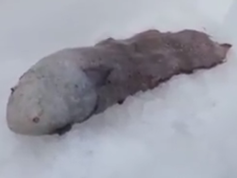 Австралийские ученые обнаружили редчайшую 