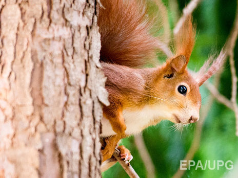 Белки украли национальные флажки у ветерана ВВС США и утащили их в свое гнездо