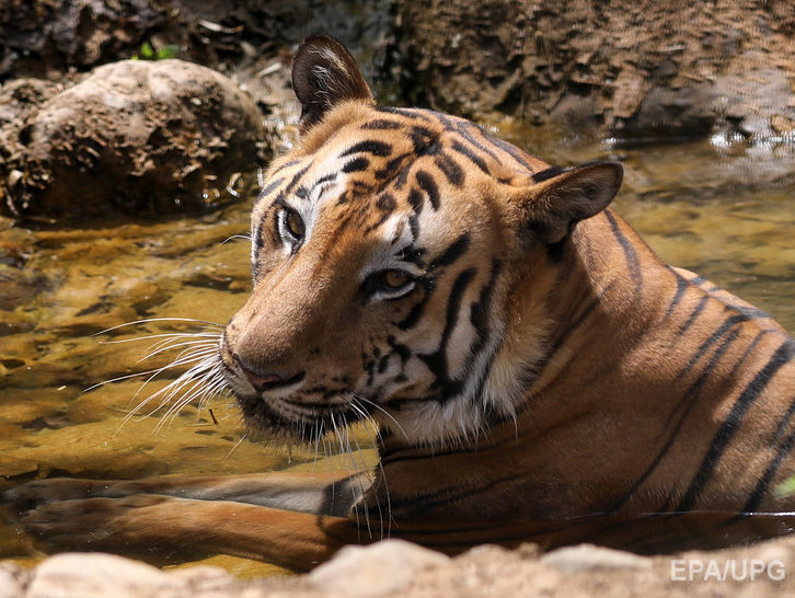 В Англии решили не усыплять убившего сотрудницу зоопарка тигра