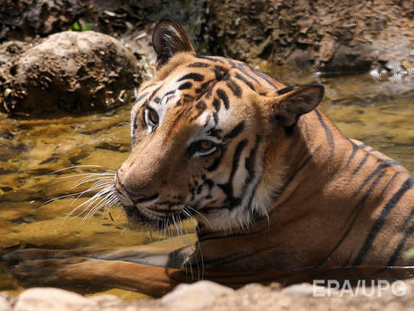 ﻿В Англії вирішили не присипляти тигра, який убив працівницю зоопарку