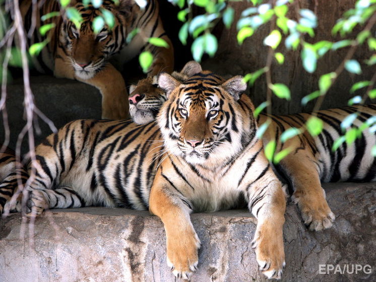 В китайском зоопарке тиграм прилюдно скормили живого осла. Видео