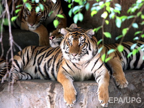 ﻿У китайському зоопарку тиграм прилюдно згодували живого осла. Відео