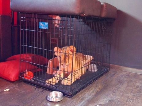 В кальянной в центре Москвы нашли трехмесячного львенка