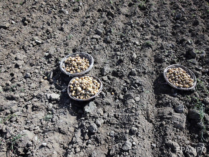 ﻿Китайські вчені мають намір вирощувати картоплю в місячному ґрунті
