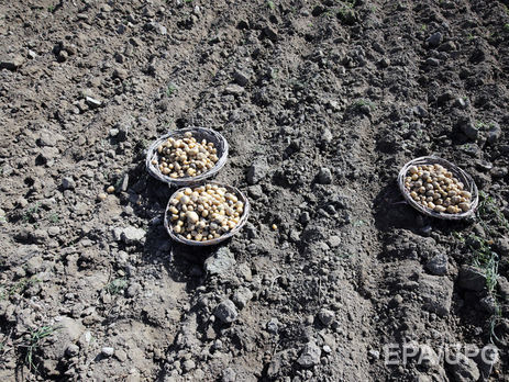 ﻿Китайські вчені мають намір вирощувати картоплю в місячному ґрунті