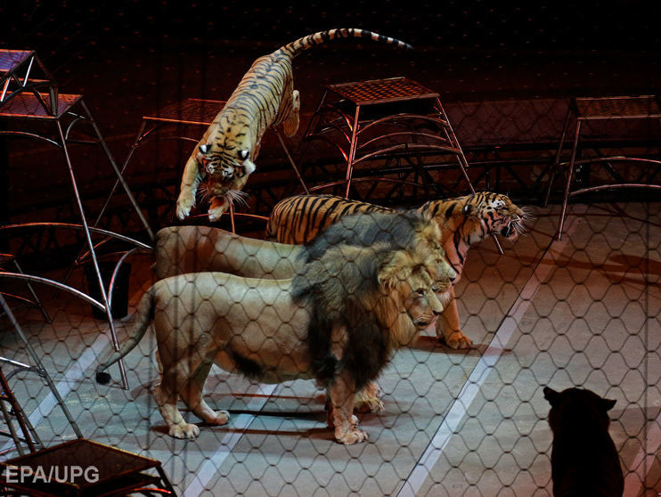 Сейм Латвии запретил цирковые представления с дикими животными