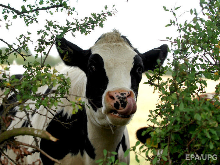 ﻿В Англії вчений-мільйонер загинув унаслідок нападу стада корів