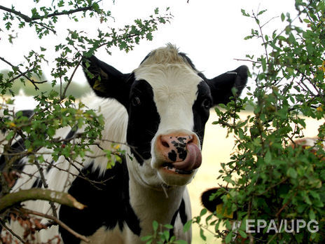 В Англии ученый-миллионер погиб в результате нападения стада коров