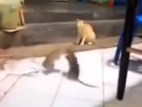 ﻿Щури влаштували бійку перед очима у здивованого кота. Відео