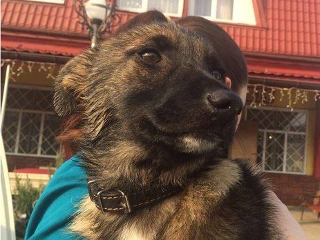 Рада ужесточила наказание за жестокое обращение с животными