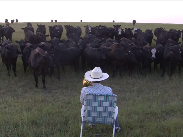 Фермер собирает коров, играя на трубе. Видео