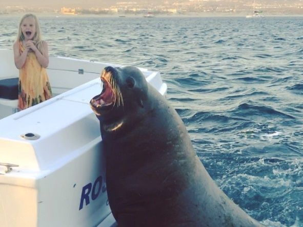 ﻿Тюлень випрошував рибу в пасажирів моторного човна