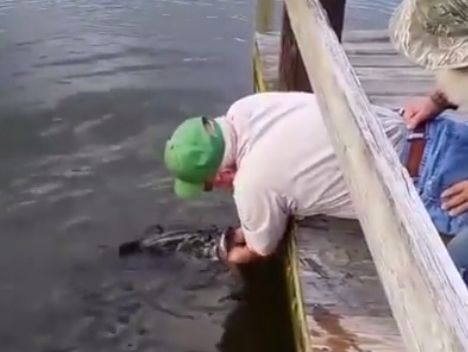﻿Чоловік руками спіймав велику рибу, приманивши її мальком. Відео
