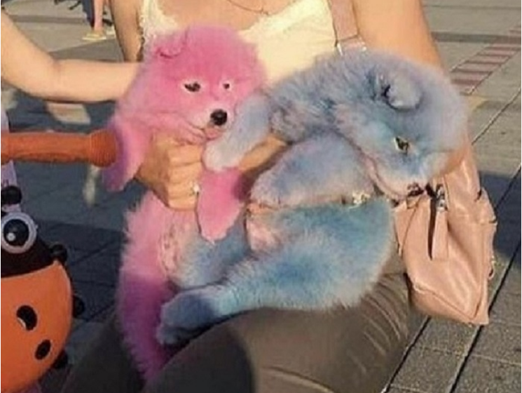 ﻿У Криму навчилися заробляти на рожевих собаках – ЗМІ