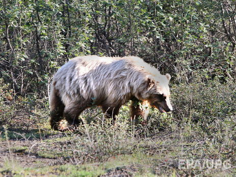 На Аляске медведь зашел в магазин по продаже спиртного