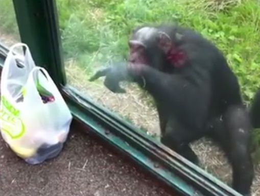 ﻿Мавпа за допомогою жестів дала докладні вказівки жінці, щоб та її напоїла. Відео