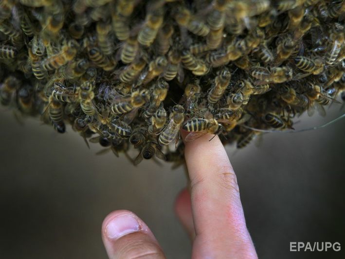 ﻿Рій із 30 000 бджіл оселився на даху хмарочоса в Нью-Йорку. Відео