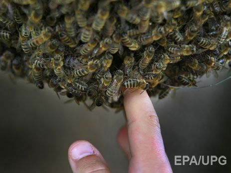 ﻿Рій із 30 000 бджіл оселився на даху хмарочоса в Нью-Йорку. Відео