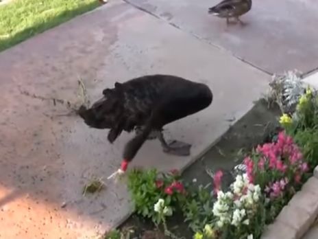 Лебедь-садовод сам ухаживает за клумбой с цветами и кормит рыбу в пруду. Видео